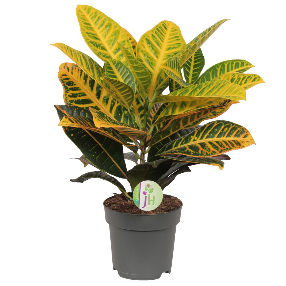 Croton Petra : pot de D. 17 cm - H. 55 cm