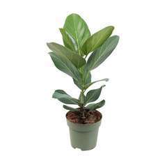 Ficus benghalensis 'Audrey': H60 cm pot D.17cm 
