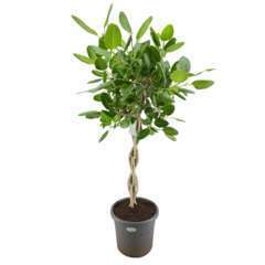 Ficus benghalensis 'Audrey': tige tressée H180 cm pot D40 cm 