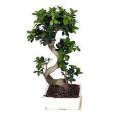 Ficus Ginseng S : H65cm pot D25cm