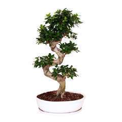 Ficus Ginseng S : H110cm pot D50cm