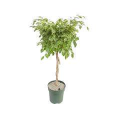 Ficus 'Safrana' tronc tressé H150cm : pot D30cm