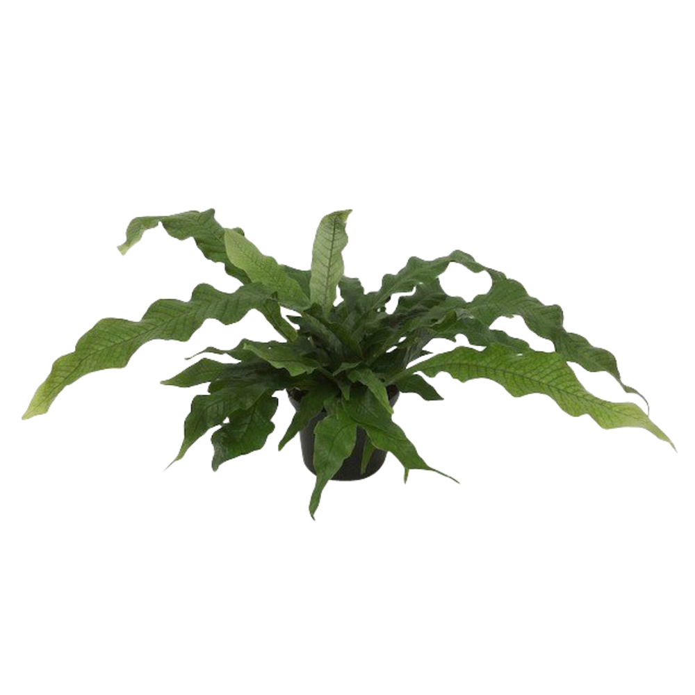 Fougère Microsorum 'Crocodyllus' H60cm pot D23cm