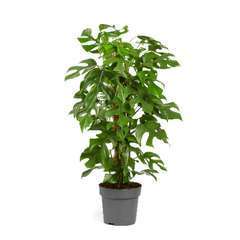 Philodendron Monstera Minima H80cm : pot D17cm
