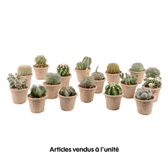Cactus collection : Pot de D. 7cm
