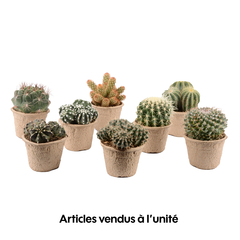 Cactus collection : Pot de D. 11cm