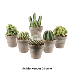 Cactus: pot en terre cuite de D. 14 cm