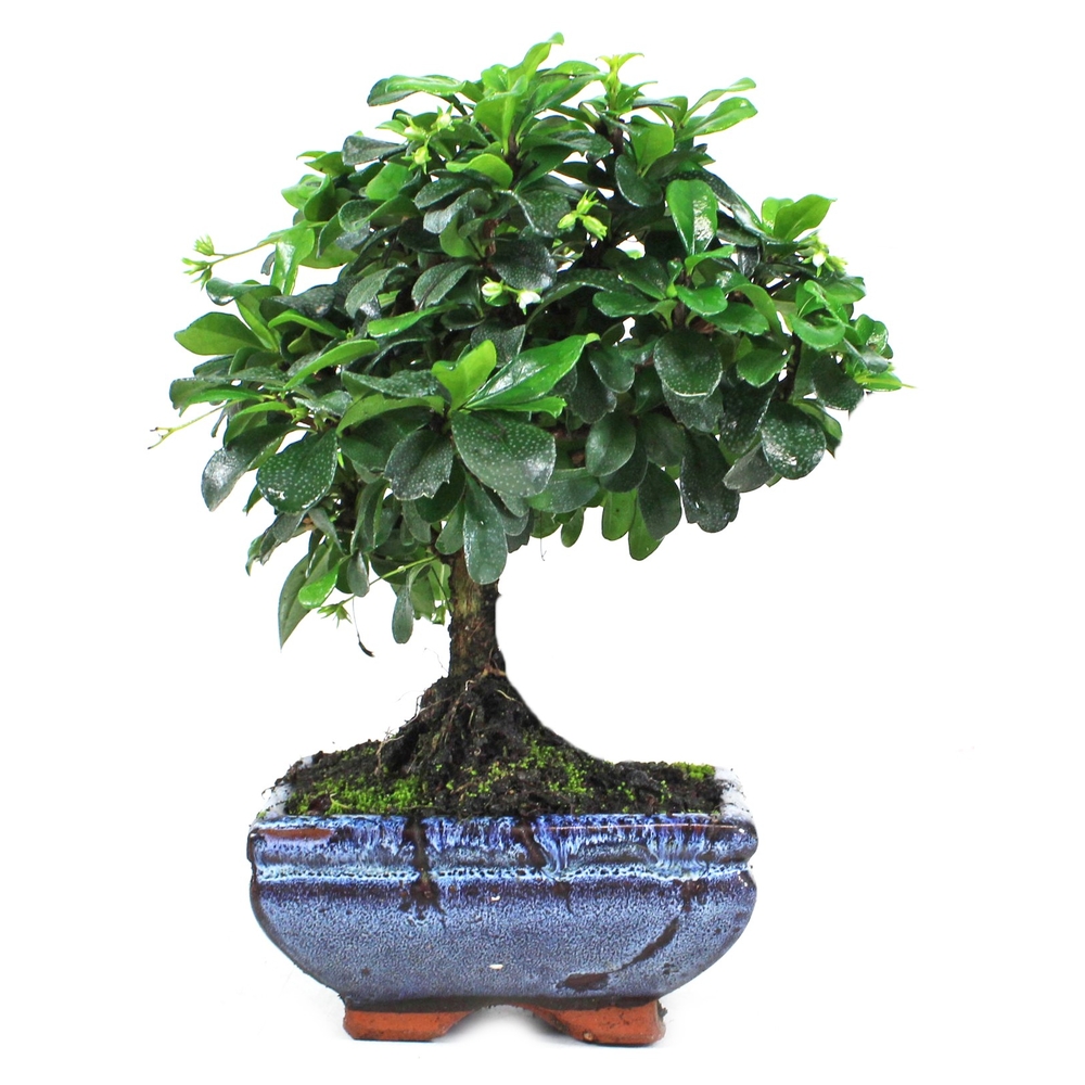 Bonsaï d'intérieur 3/4 ans 