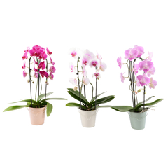PHALAENOPSIS Plante en pot - orchidée/2 tiges variées 9 cm (3 ½ )