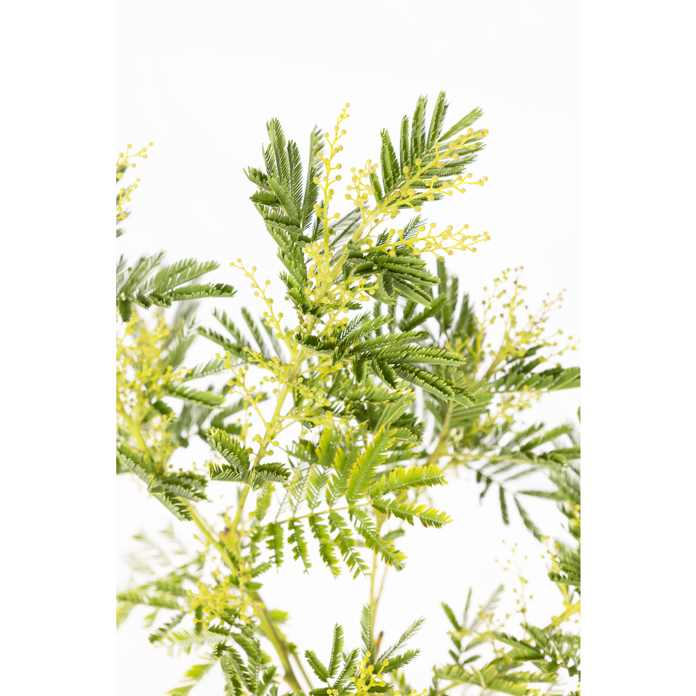Acacia 'Le Gaulois' en touffe : marcotte, pot D15cm