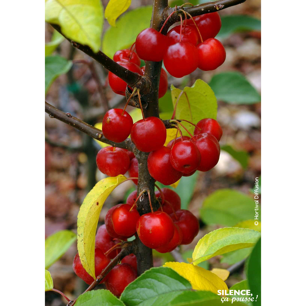 Pommier d'ornement 'Red Sentinel' en quenouille : Pot 10L