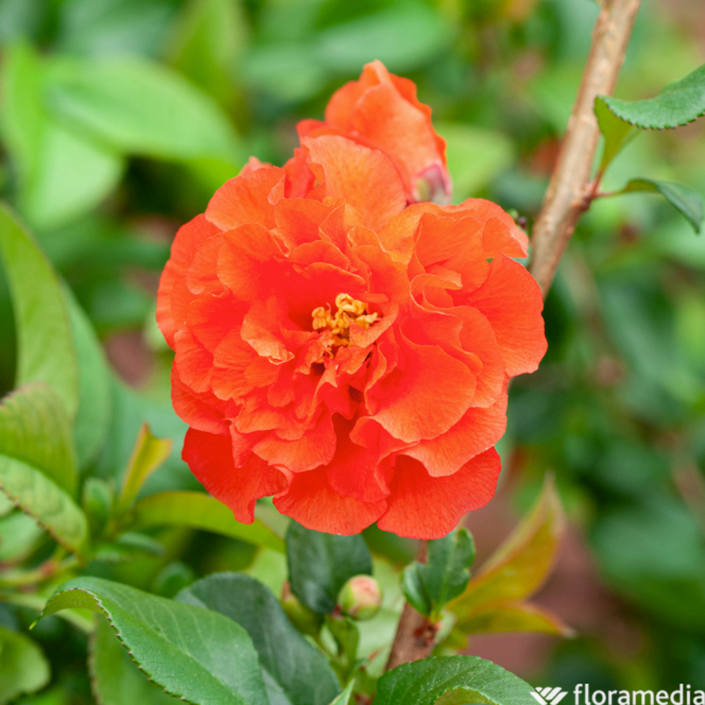 Chaenomeles 'Mango Storm': pot de 4,5 L