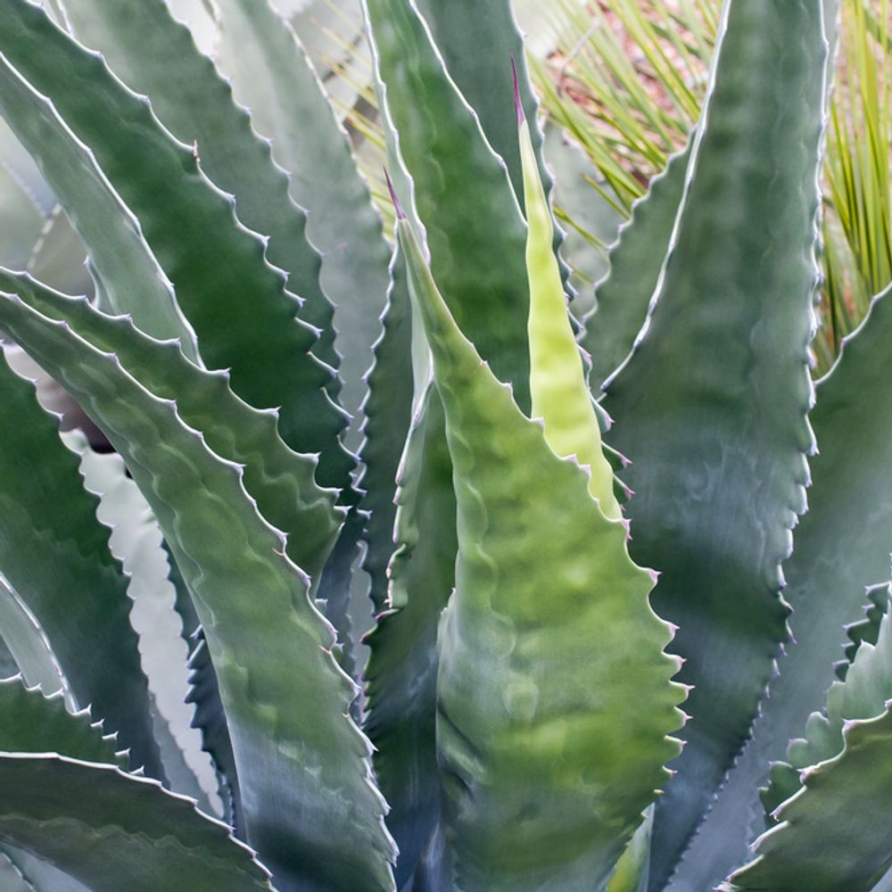 Agave montana Pot D 12cm
