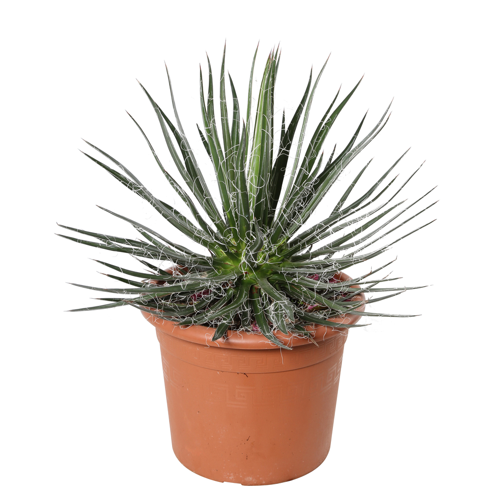 Agave filifera : Pot D12cm