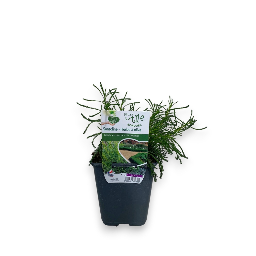 Santolina Viridis : pot 1L