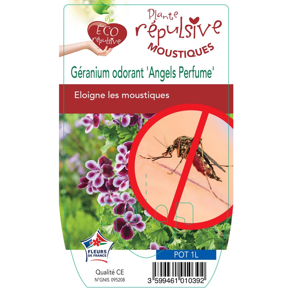 Géranium parfumé : pot 1L