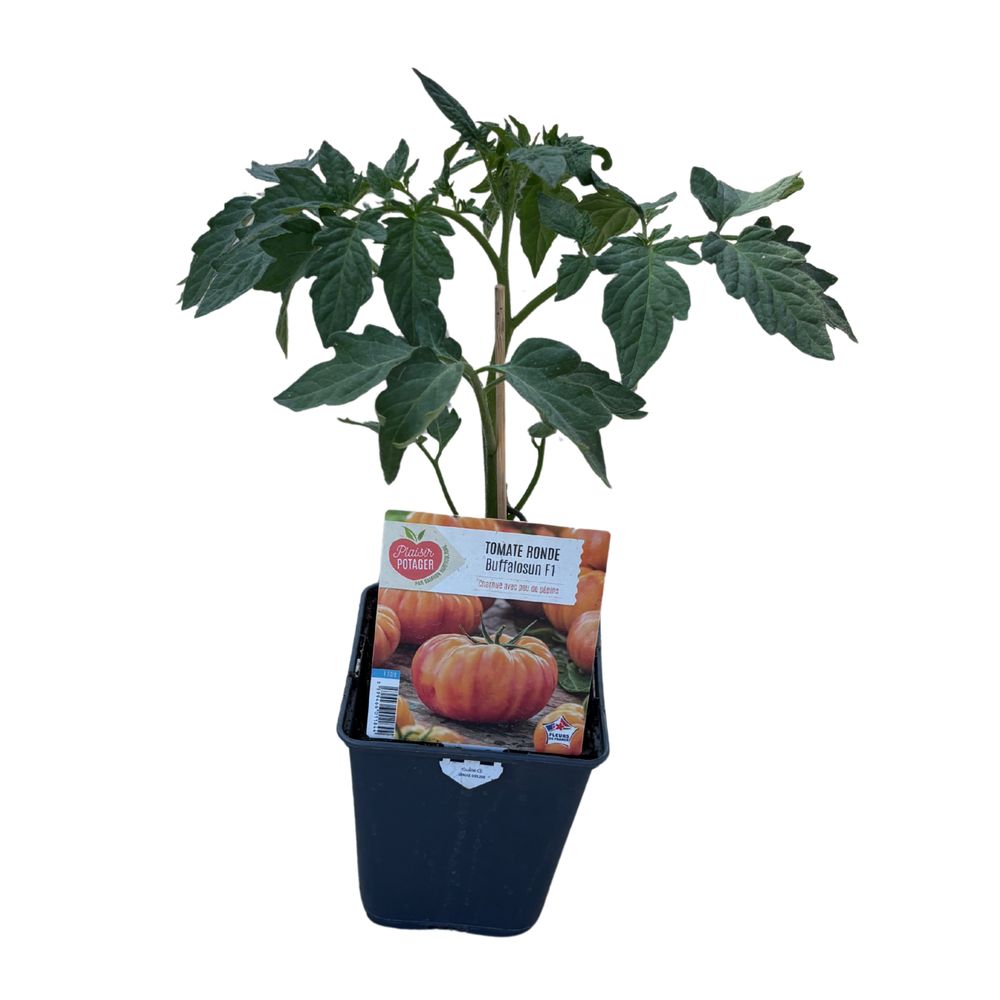 Plant de tomates 'Buffalosun' F1 : pot 1L