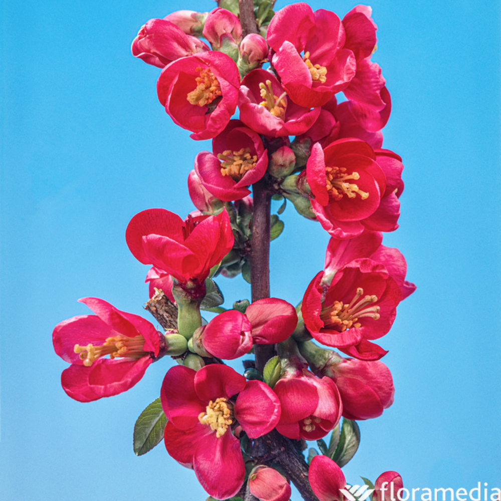 Chaenomeles speciosa ' Rubra ' : pot 10L