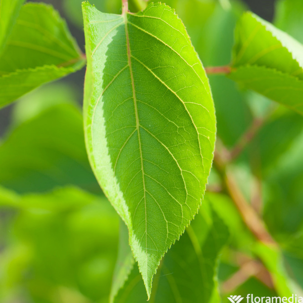 Abricotier nain 'Garden Aprigold' : C.10L