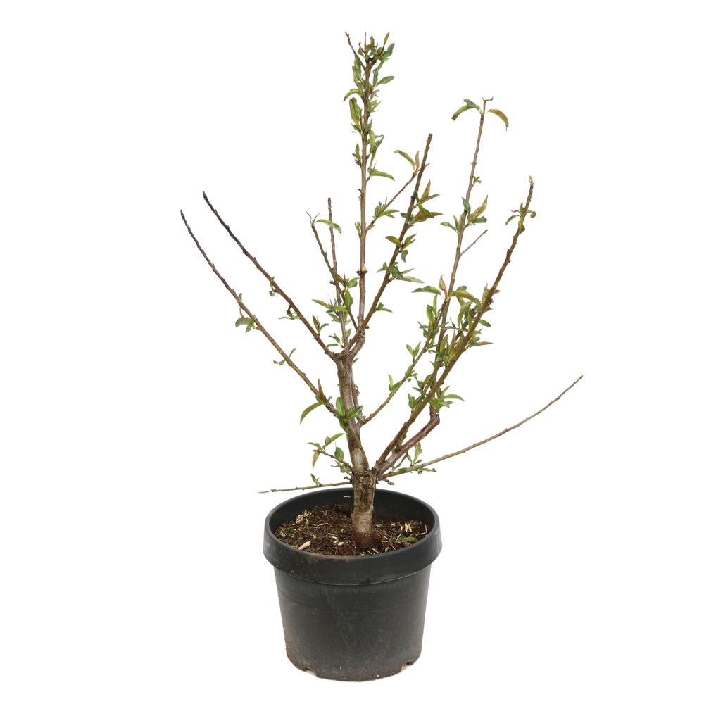 Amandier nain 'Garden Prince'® : pot 7L
