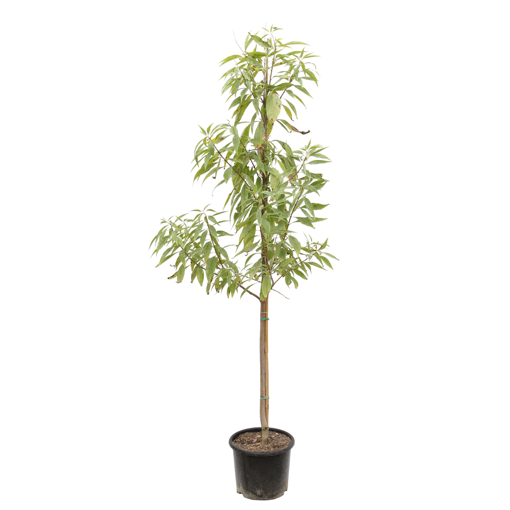 Chitalpa - Baliveau - Pot 15L