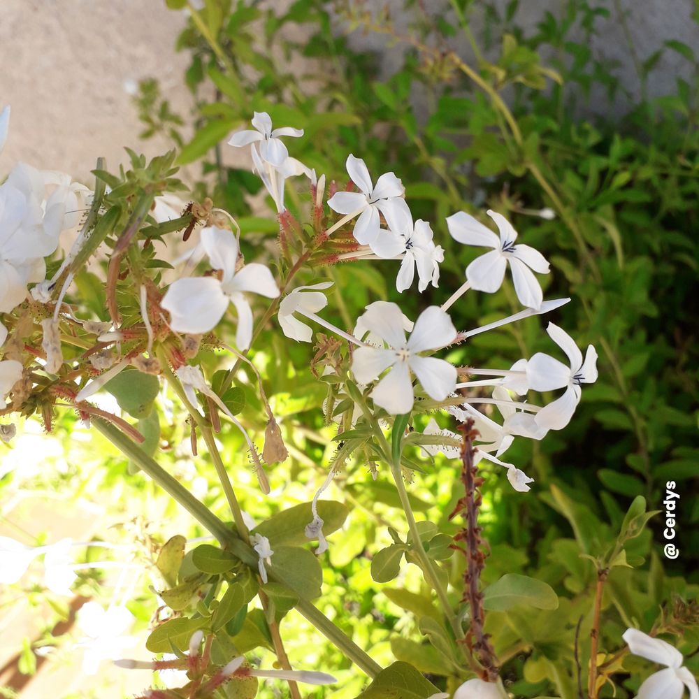 Plumbago auriculata 'Alba' : pot de 3L - échelle