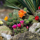 Echinopsis 'Rock Your Garden'  