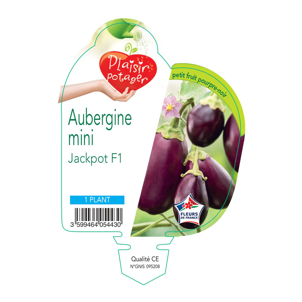 Plant d'Aubergine 'Jackpot' F1- Pot 0,5L