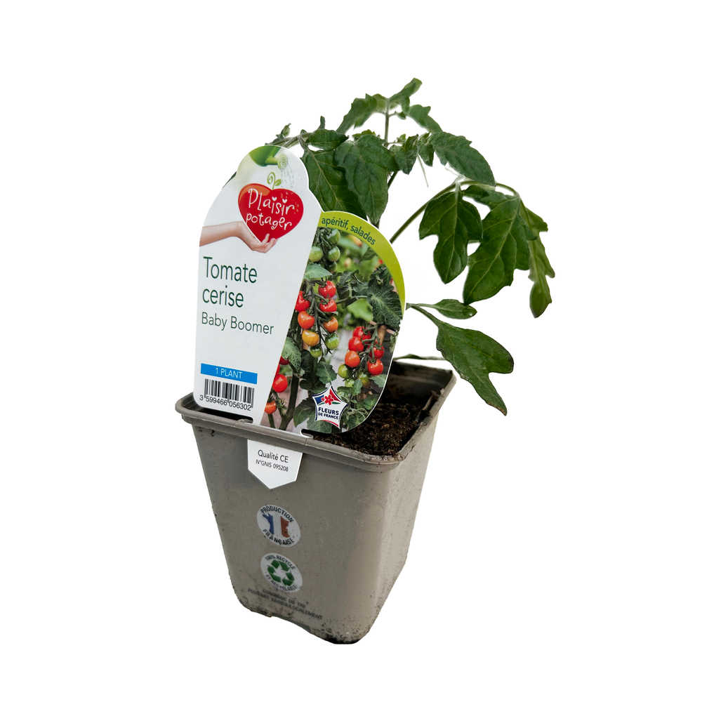 Plant de Tomate 'Baby Boomer' F1 - Pot 0,5L