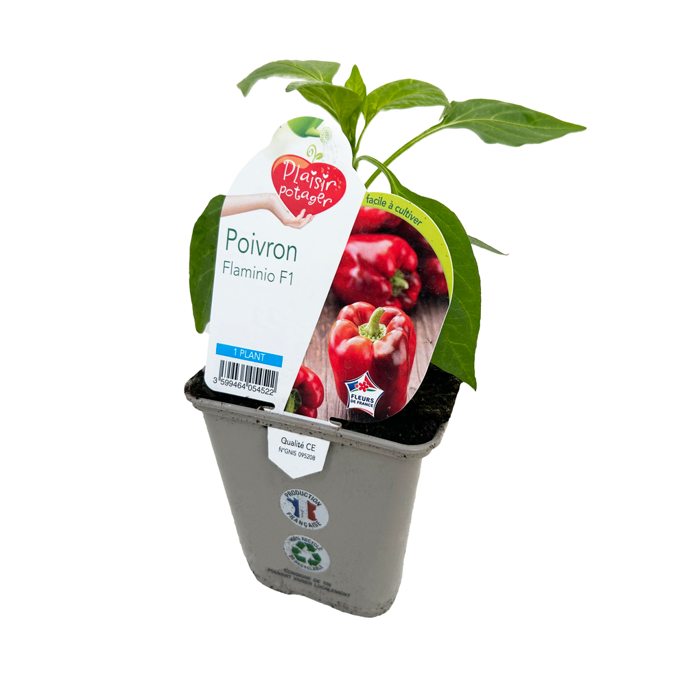 Poivron 'Flaminio' F1 - Pot 0,5L