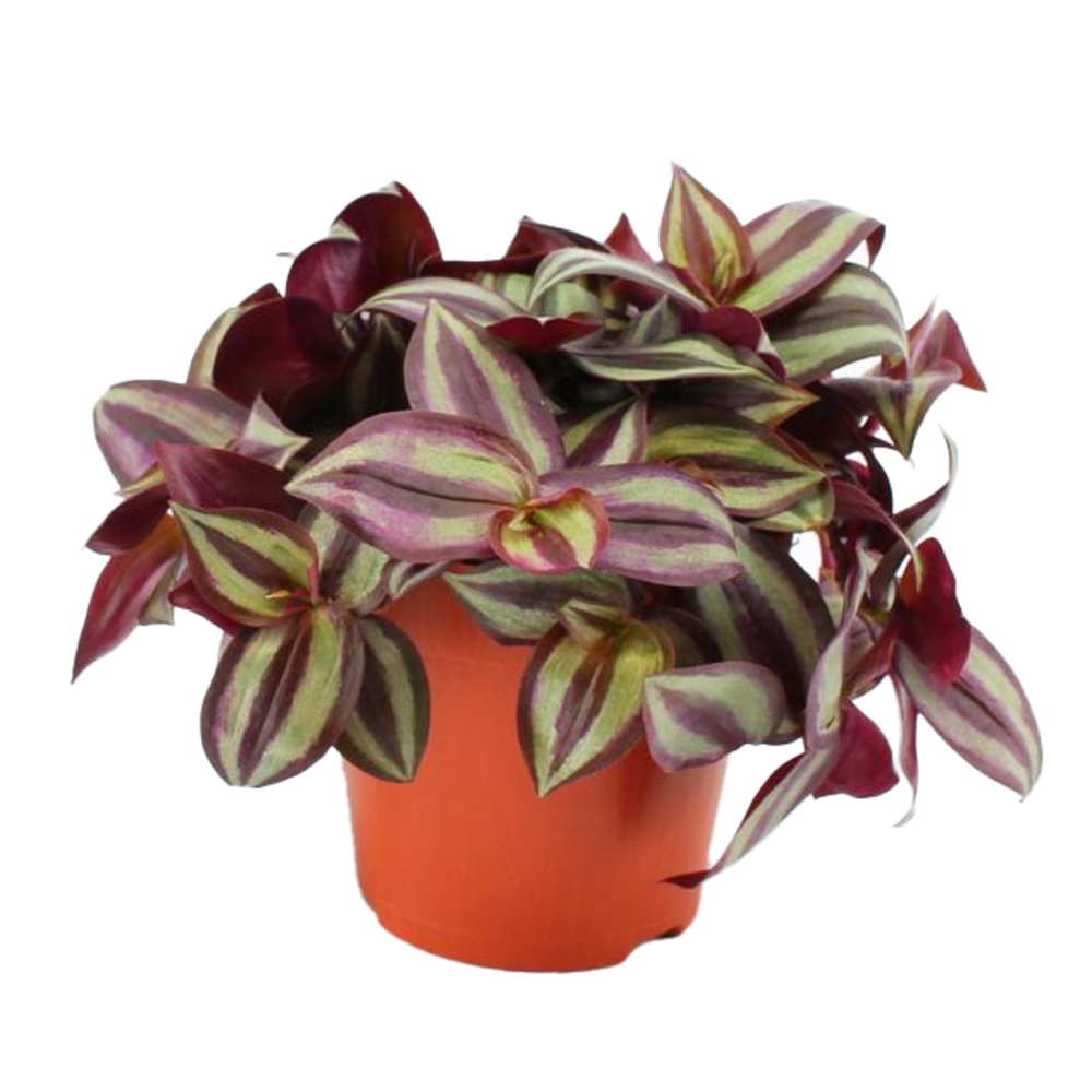 Tradescantia Zebrina pot D12cm