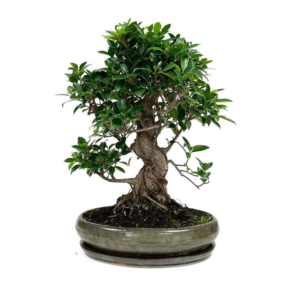 BonsaÏ d'intérieur Ficus 18 ans d'âge