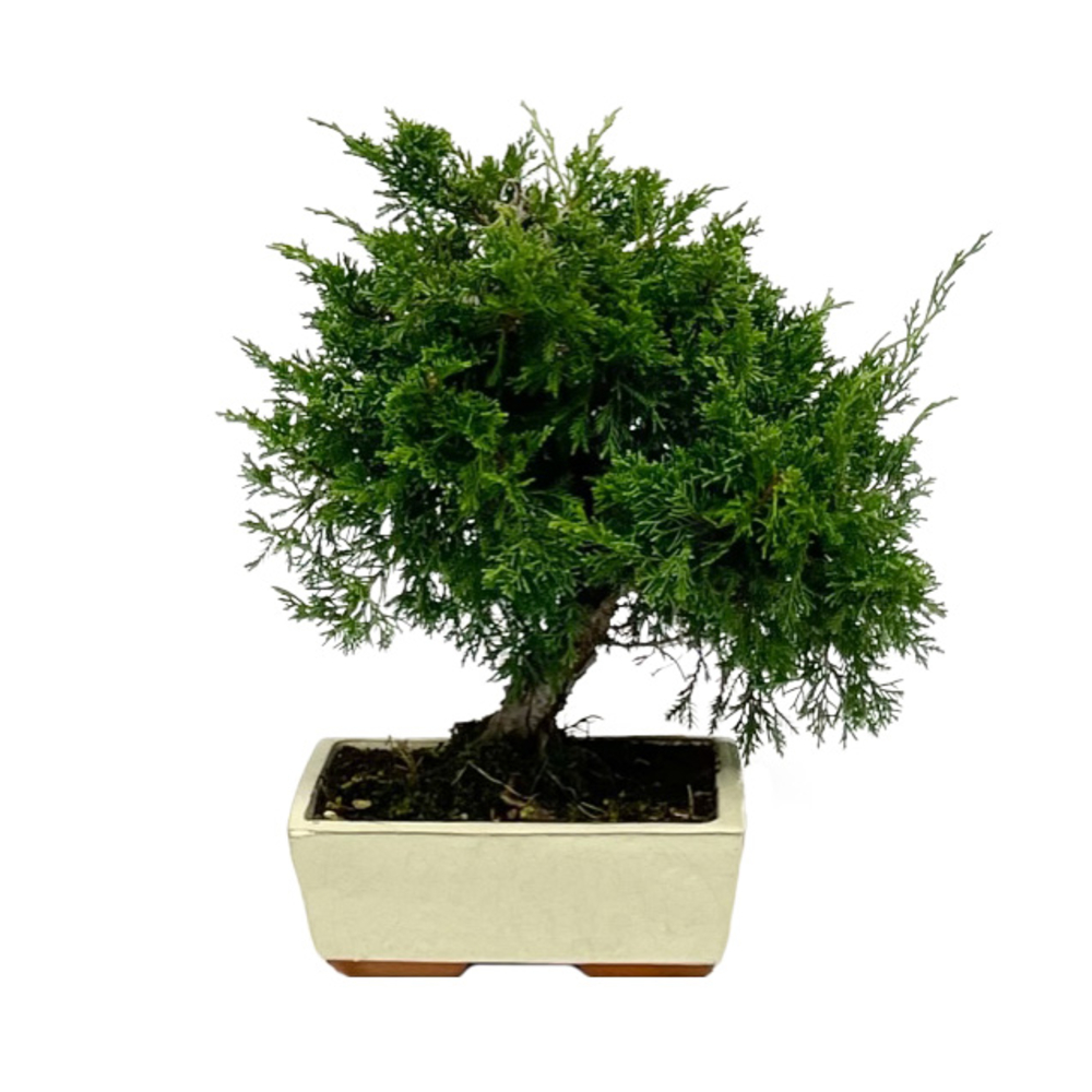 Bonsaï Juniperus - 8 ans 