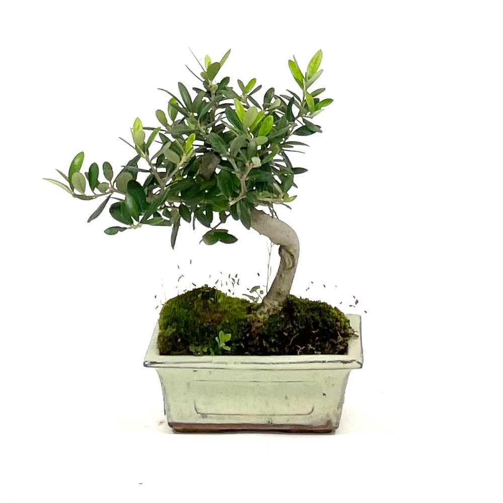 Bonsaï d'extérieur Olea europa - 6 ans