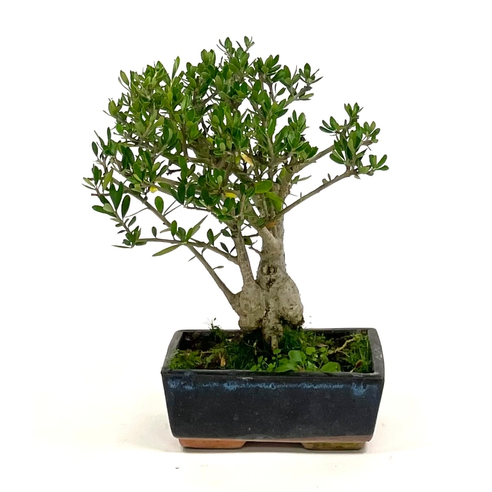 Bonsaï d'extérieur Olea europa - 8 ans