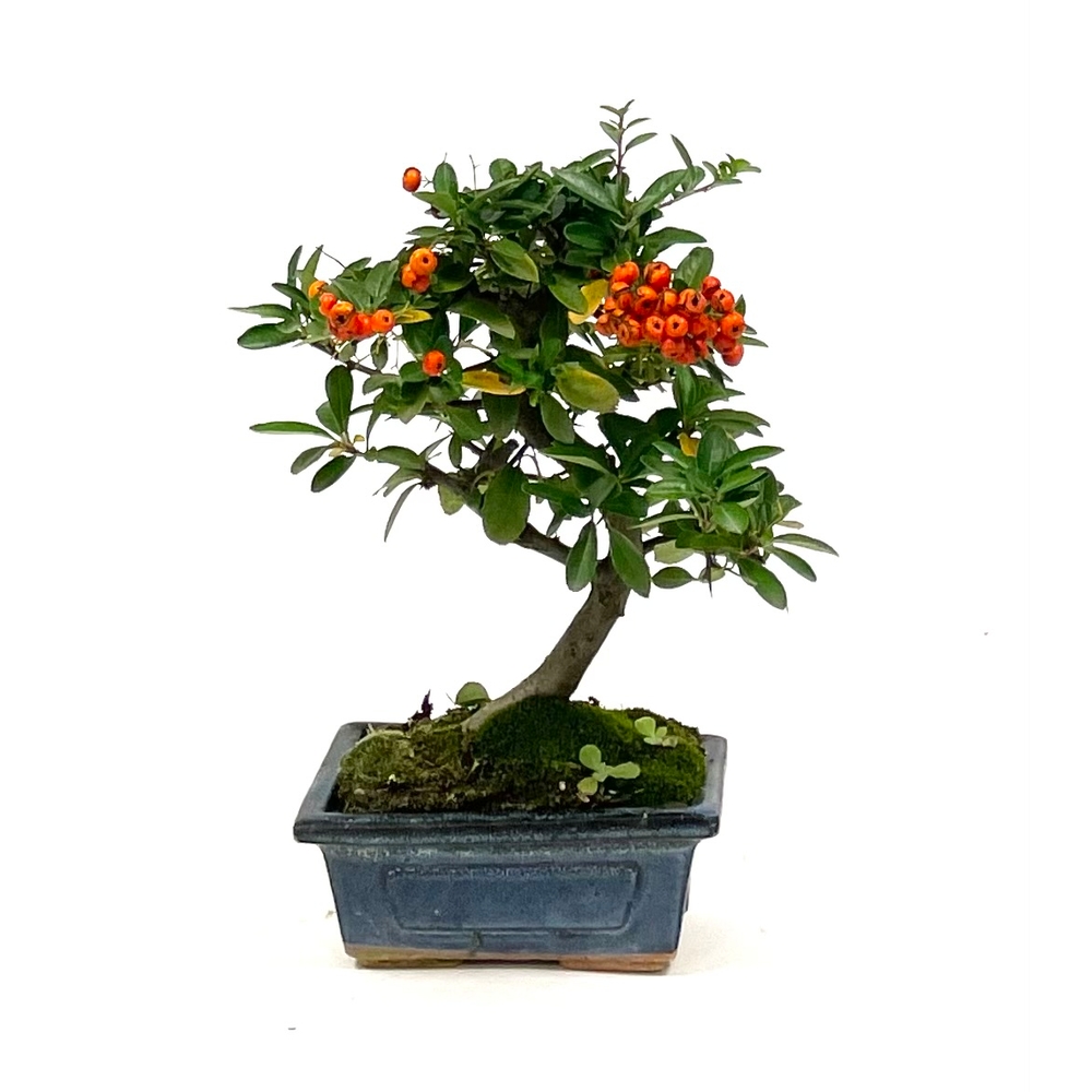 Bonsaï d'extérieur Pyrachantha - 6 ans