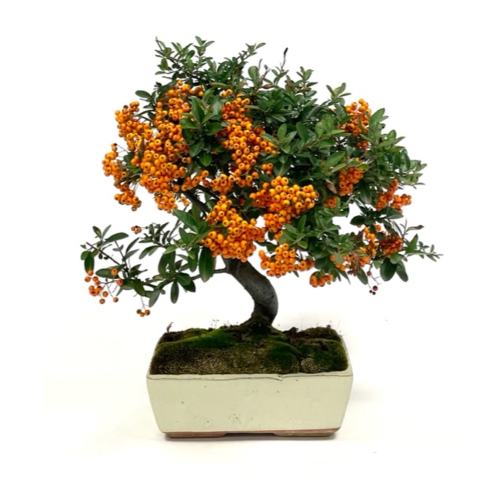 Bonsaï d'extérieur Pyrachantha - 8 ans