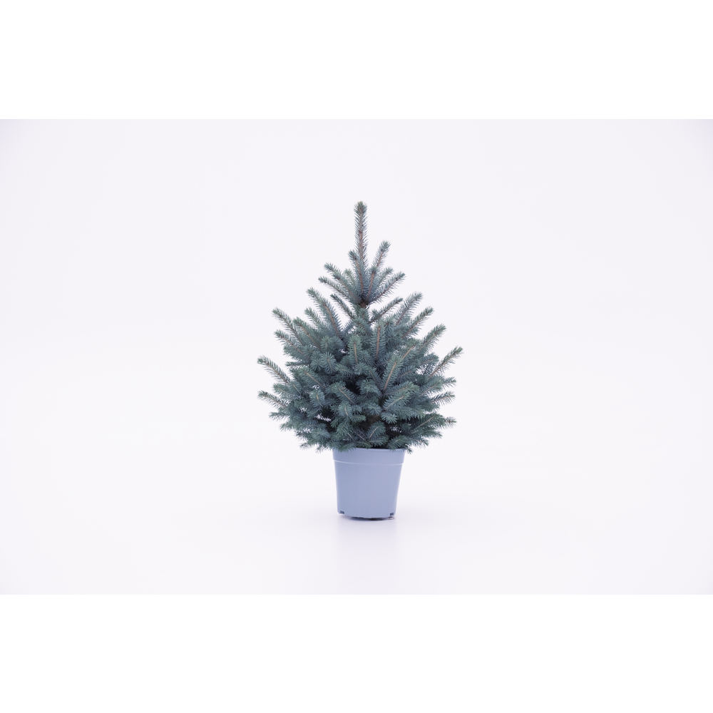 Picea pungens 'Baby Blue' : pot D.24cm