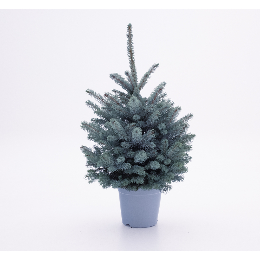 Picea pungens 'Baby Blue' - pot D.27cm