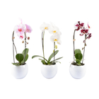 Orchidée Phalaenopsis "Flow" : pot de D. 14 cm
