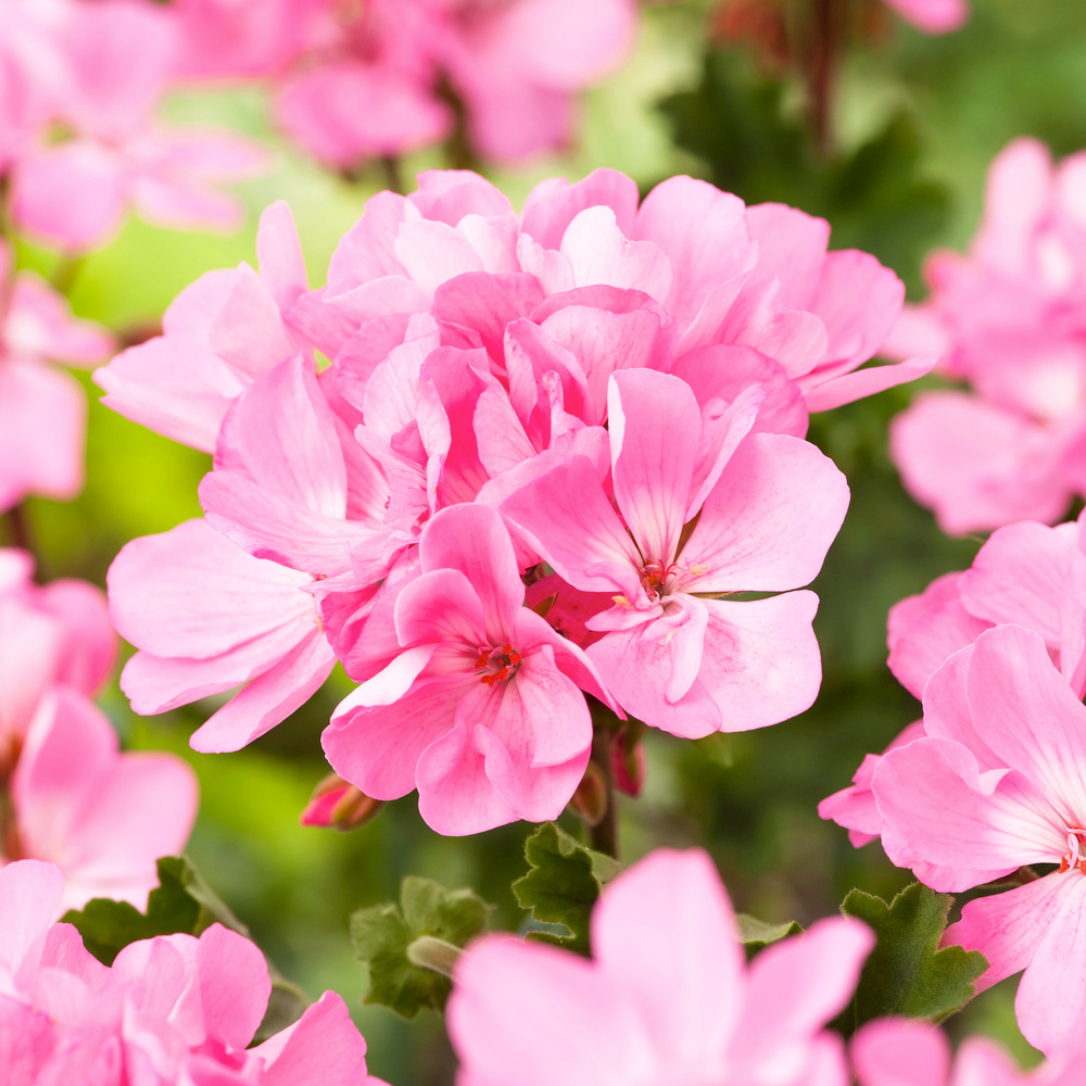 Géranium zonale 'Toscana® Dolce Vita Pink' Label Rouge : 6 plants