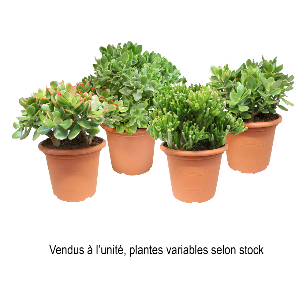 Crassula : pot D.23cm 