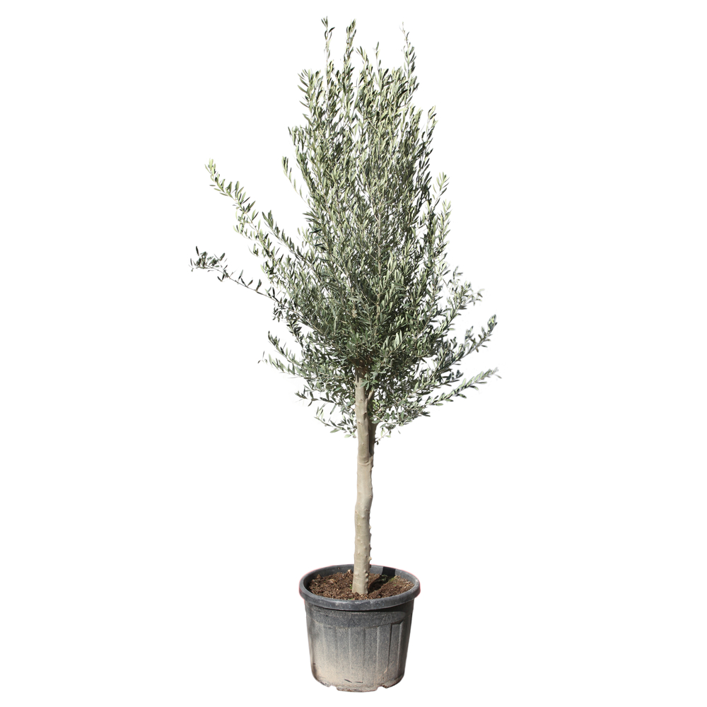 Olivier, Olea europeae, ' Cipressino ' : pot 70L