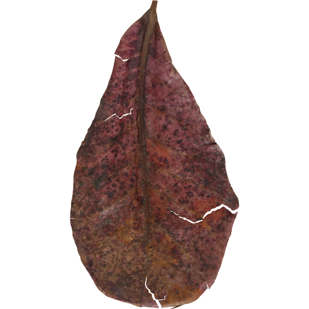 Feuilles de Catappa leaves pour aquarium x14