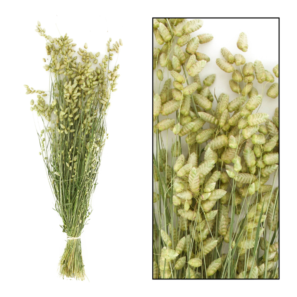 Bouquet séché de Briza 60x15x7 cm