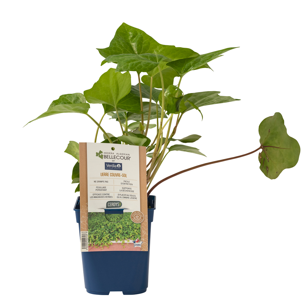 Hedera 'Algerian Bellecour®' : pot 1L
