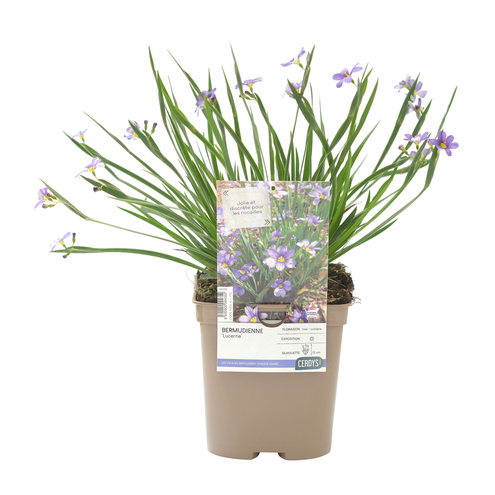 Bermudienne 'Lucerne' : pot 2L