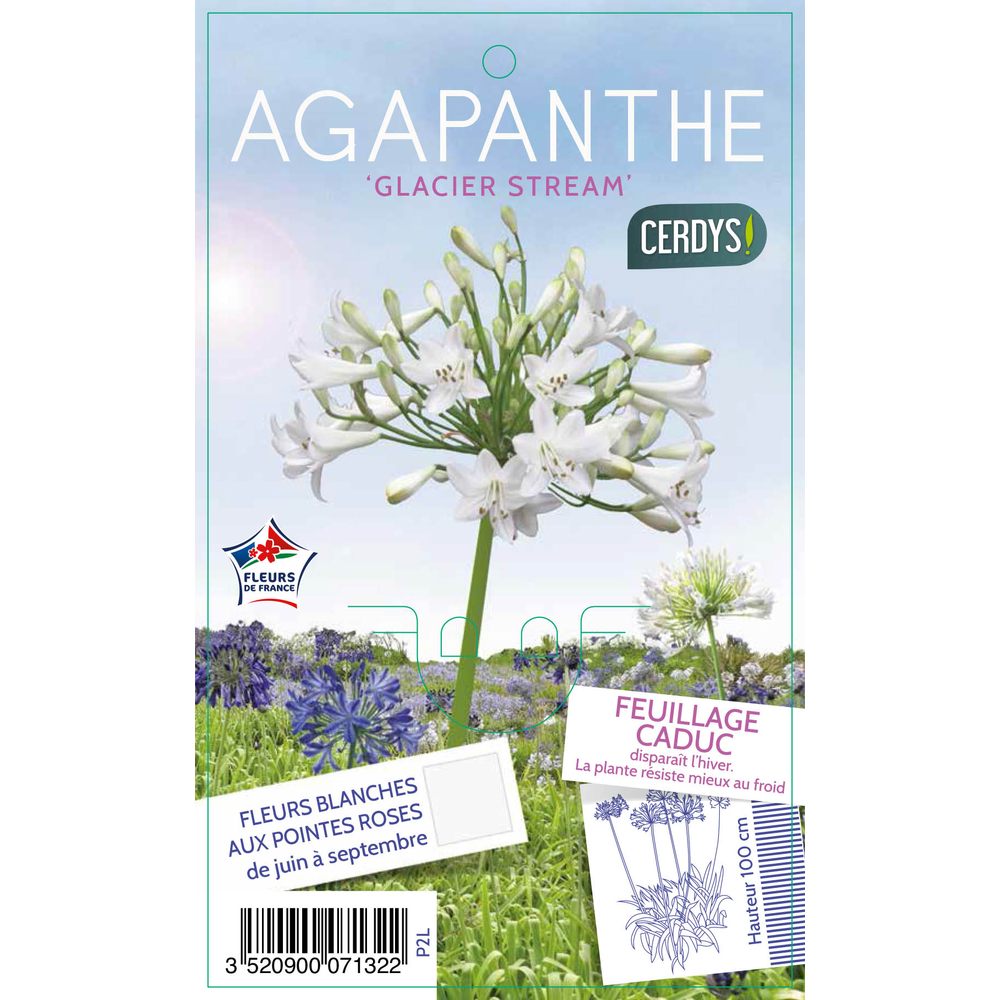 Agapanthe 'Glacier Stream' : pot 2L