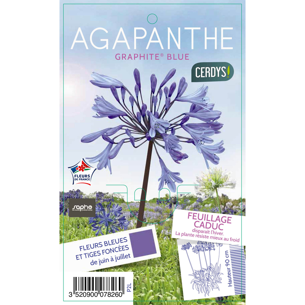 Agapanthe 'Graphite® Blue' : pot 2L