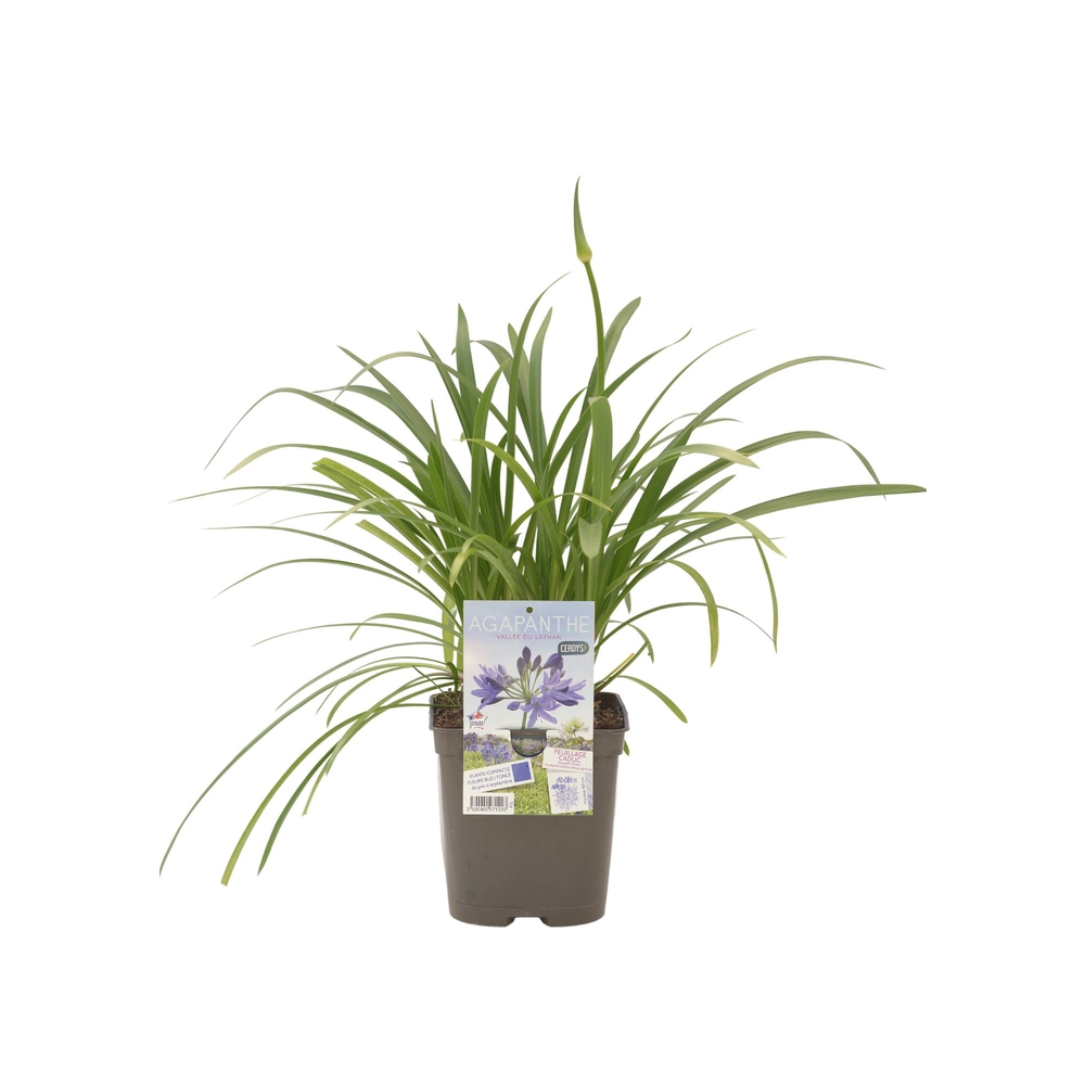 Agapanthe 'Vallée du Lathan' : pot 2L